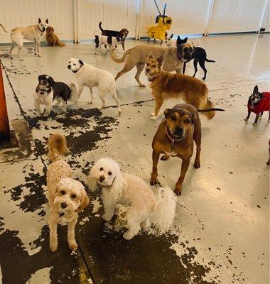 Group photo shoot in Large play area. We Dog Care All Smiles All Day