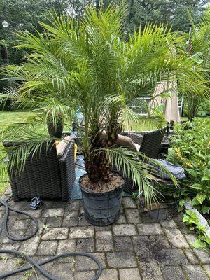 CT Palm Trees & Tropicals