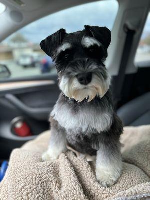 Bessie's Pet Grooming