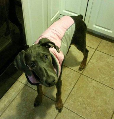 Royal Blue Ray Pet Sitting Service