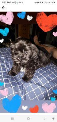 Animal Medical Center