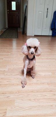 This the photo I shared with the groomer