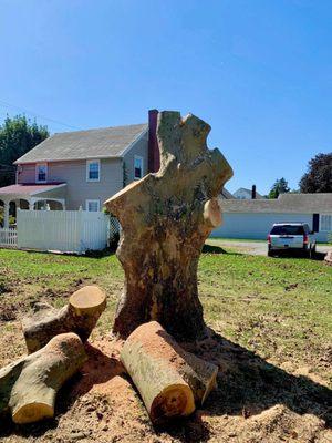 Woodpecker Tree Service