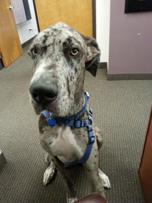 This is Max, he's awesome. We'll get a firm picture up here soon. Thanks