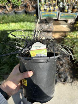 Look at those black leaves!