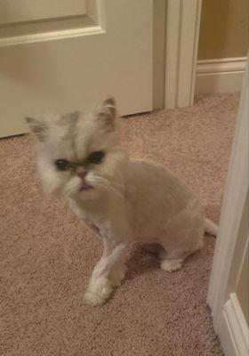 Hillside Animal Clinic