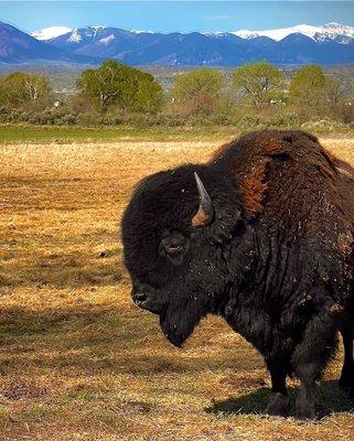Wild Bison Ranch