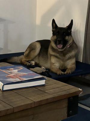 World Of Dog Training