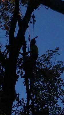 Saws & Spikes Tree Service