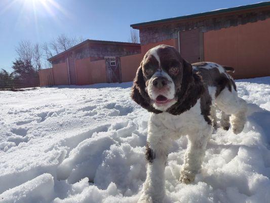 Dogwood Farm Kennels