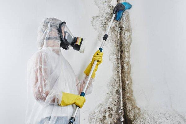 Mesa Mold Remediation- Mold Containment & Removal