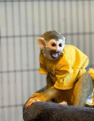 Poggi's Animal House