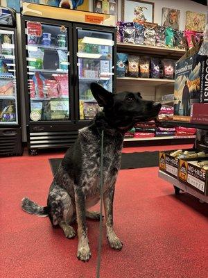 All the smells at Ma & Paws