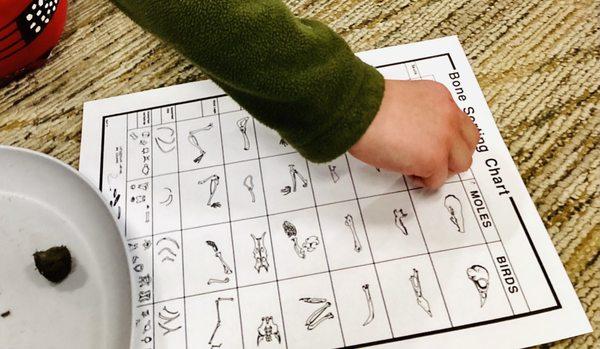 Radnor Memorial Library -- STEM preschool activities (owl pellet exploration)