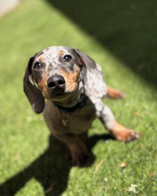 Puppy Haven - Chastain