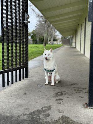 bring dogs here on rainy days there's considerable covered area to keep dry. It's actually open when Frederick Street dog park is closed.