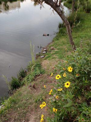 South Los Angeles Wetlands Park