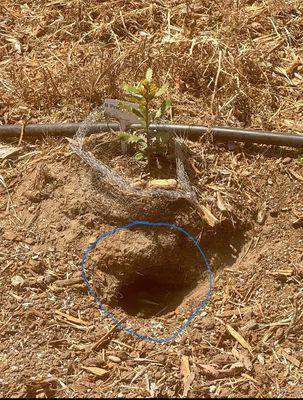 Cragoe Pest Services