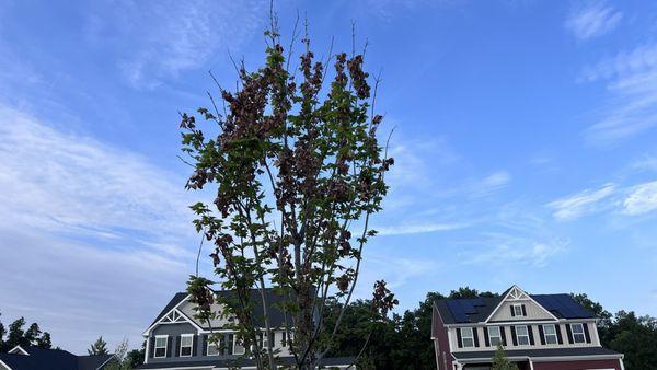 Dead leaves the were all dead