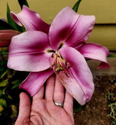 My stunning Stargazer Lily! Just like you will look after trying out our staffed team of great Barbers here at the Sellwood location!