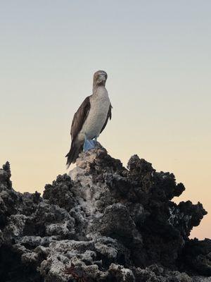 Blue footed boobie!