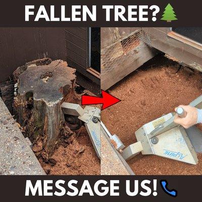 Ray's Tree and Stump