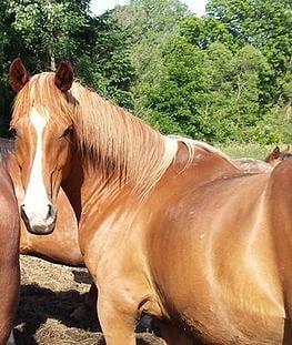 Starry Skies Equine Rescue and Sanctuary