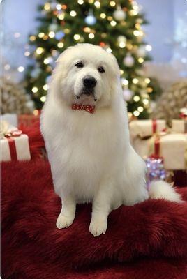 Claudettes Creative Clippin's