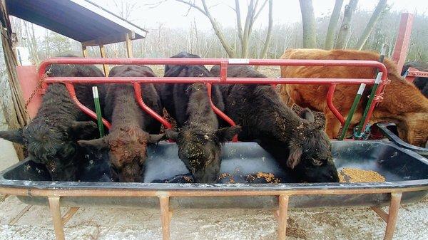 Lakshmi Cow Sanctuary