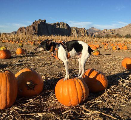 Central Oregon K9 Adventures