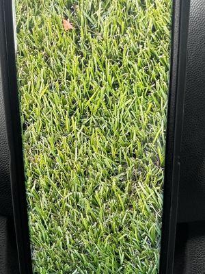 Zoysia Farm Nurseries