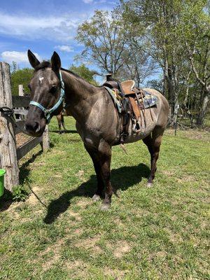 Southern Magnolia Farms