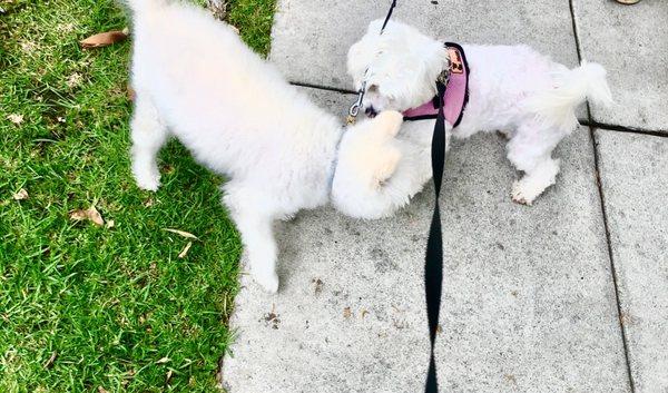 Fendi and this 12 year old mini Huskie mix