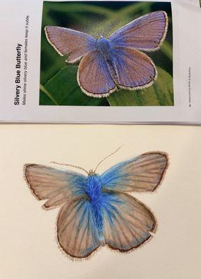 I painted this Silvery Blue Butterfly in Robin Bundi's Watercoloring Butterflies and Moths class (Continuing Education).