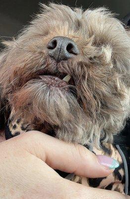 Animal Kingdom Veterinary Hospital