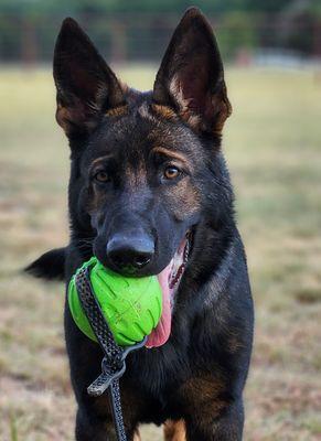 Ears Up K9 Training