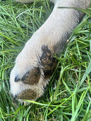 Dry stuck poop on both back paws!