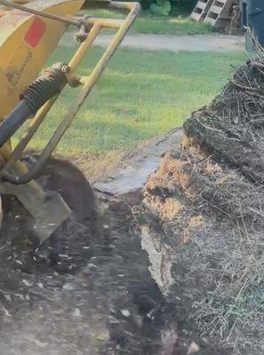 Spencer's Tree And Stump