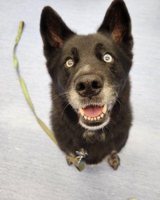 Aries is such a beautiful pup and we LOVE when she comes to visit!