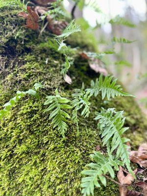 Saint Edward State Park