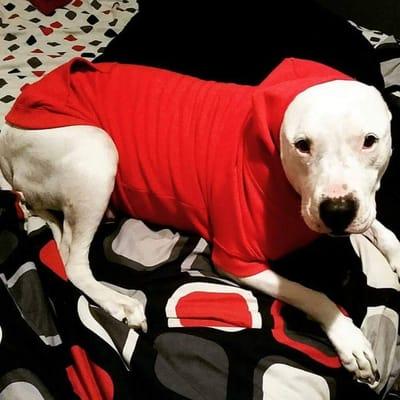 Troubled Minds Canine Psychology