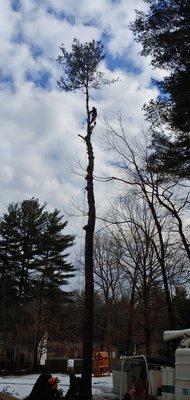 Lanoue Tree & Landscape Service