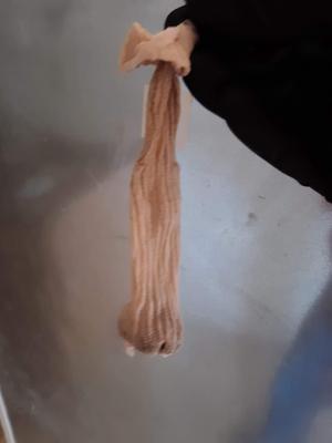 Constant Pest Management