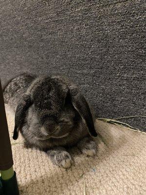 Sunset Animal Clinic