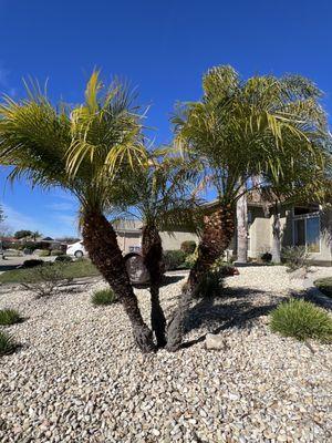 Bela Vasquez Landscape Services