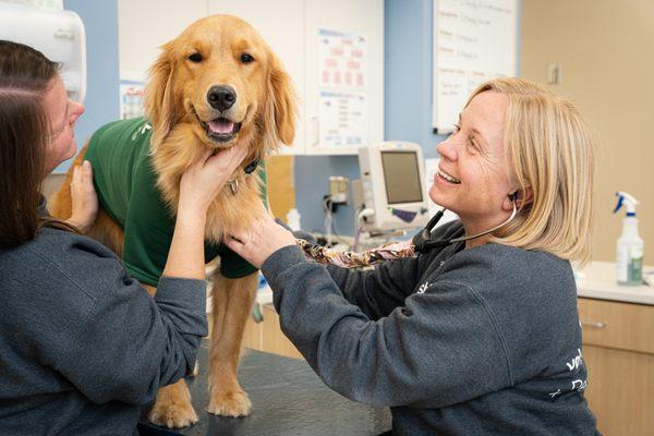 Dr. Alverson performing an exam on a Golden Retriever patient