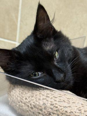 Multnomah County Animal Services