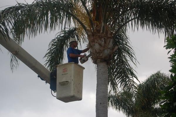 Jimmy's Tree Service