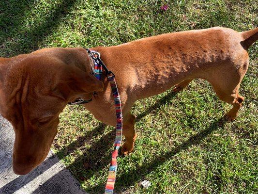 Animal Allergy Skin & Ear Specialists