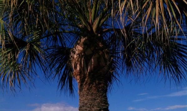 Palm Tree Trimming